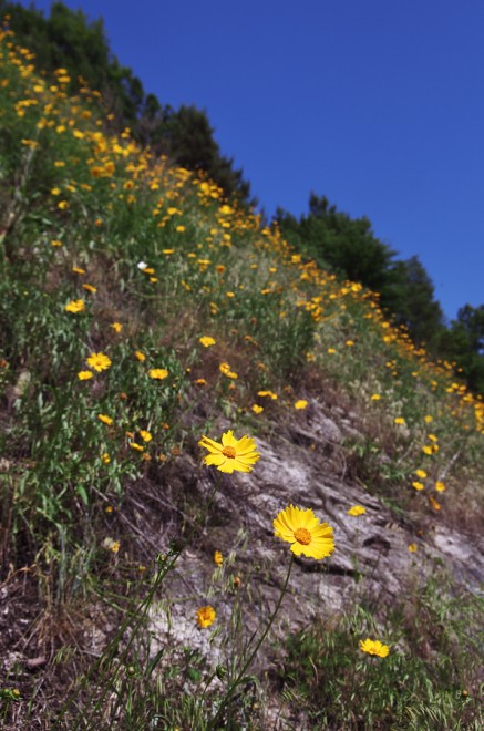 天狗城山の裾野には黄色い花が満開