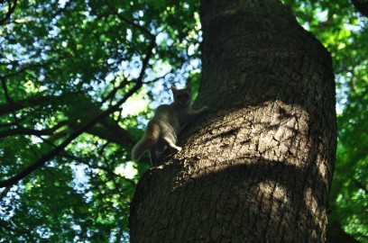 森には子猫が多い　カイをみて木にかけ登る