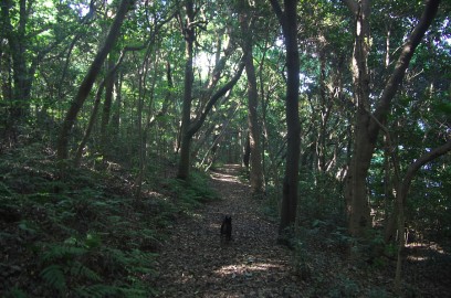 森をカイと散歩
