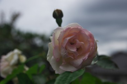 曇り空に薔薇が咲いている