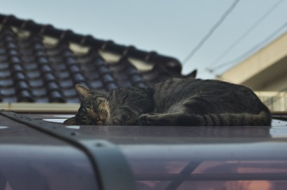 クーちゃんは暑い屋根の上で昼寝