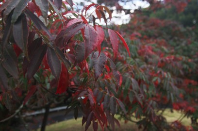 雨に濡れて赤い葉が鮮やかになった