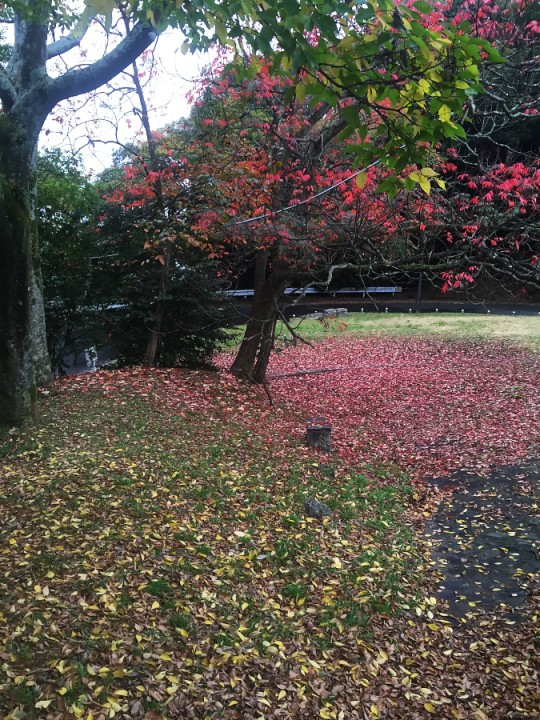 木々の落ち葉で赤い絨毯