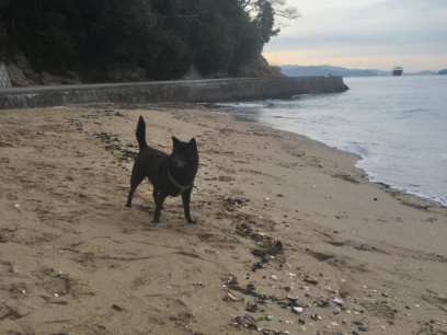 甲斐犬のカイと海岸を散歩