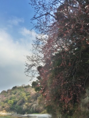 海辺の山桜