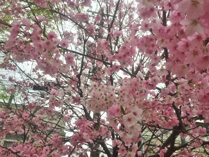 公園の桜も満開