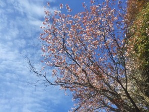 海岸の山桜