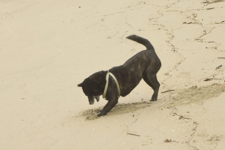 甲斐犬のカイは砂と戯れています